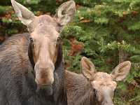 moose in city limits Dave Milne